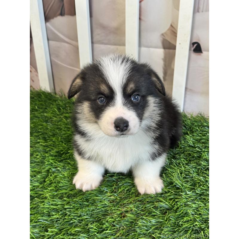 販売中の茨城県のウェルシュコーギーペンブローク-439661の4枚目