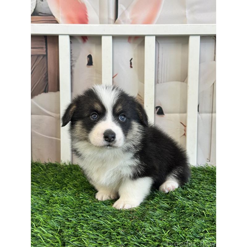 販売中の茨城県のウェルシュコーギーペンブローク-439661の3枚目