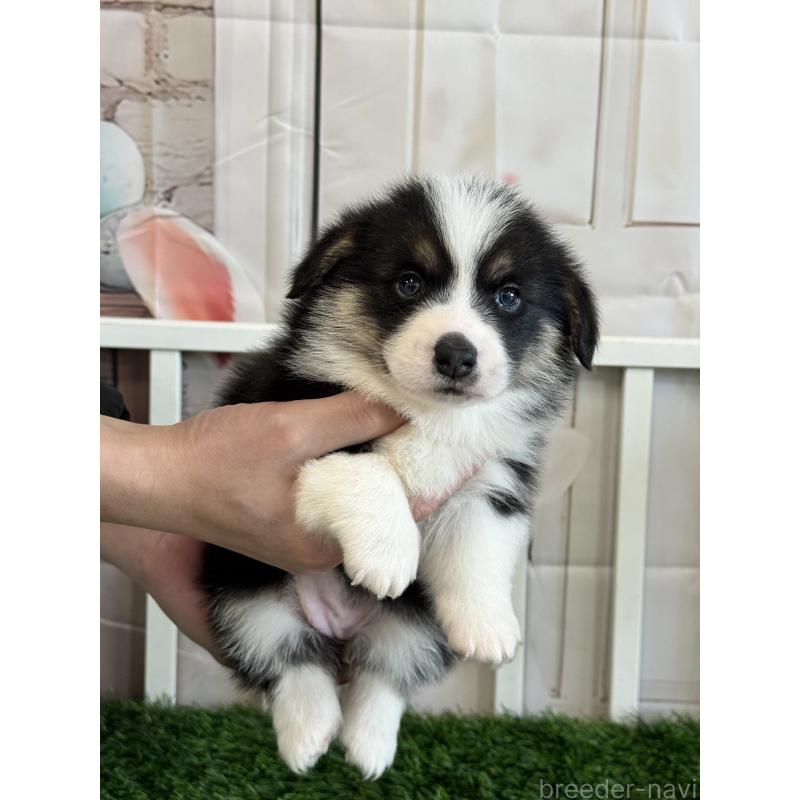 販売中の茨城県のウェルシュコーギーペンブローク-439661の2枚目