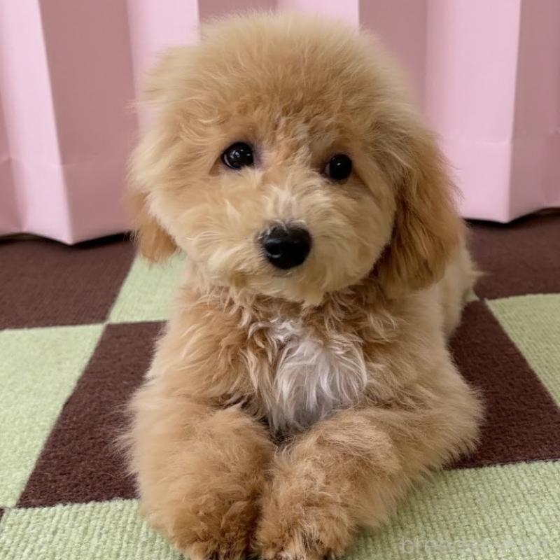 販売中の栃木県のビションプー:ビションフリーゼ×トイプードル-411574の5枚目