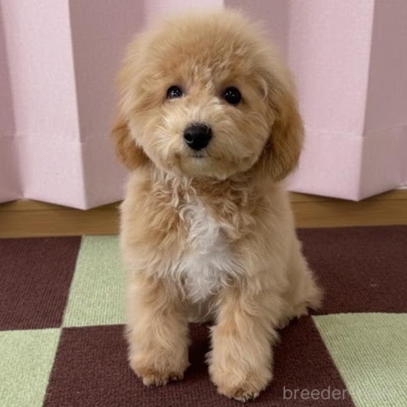 販売中の栃木県のビションプー:ビションフリーゼ×トイプードル-411574の3枚目