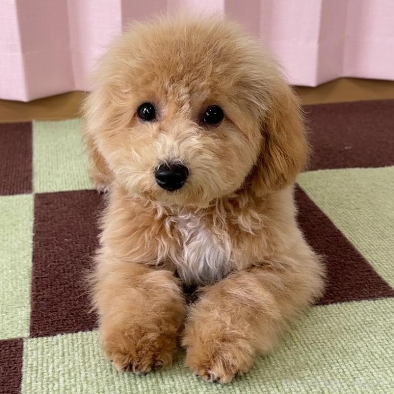 販売中の栃木県のビションプー:ビションフリーゼ×トイプードル-411574