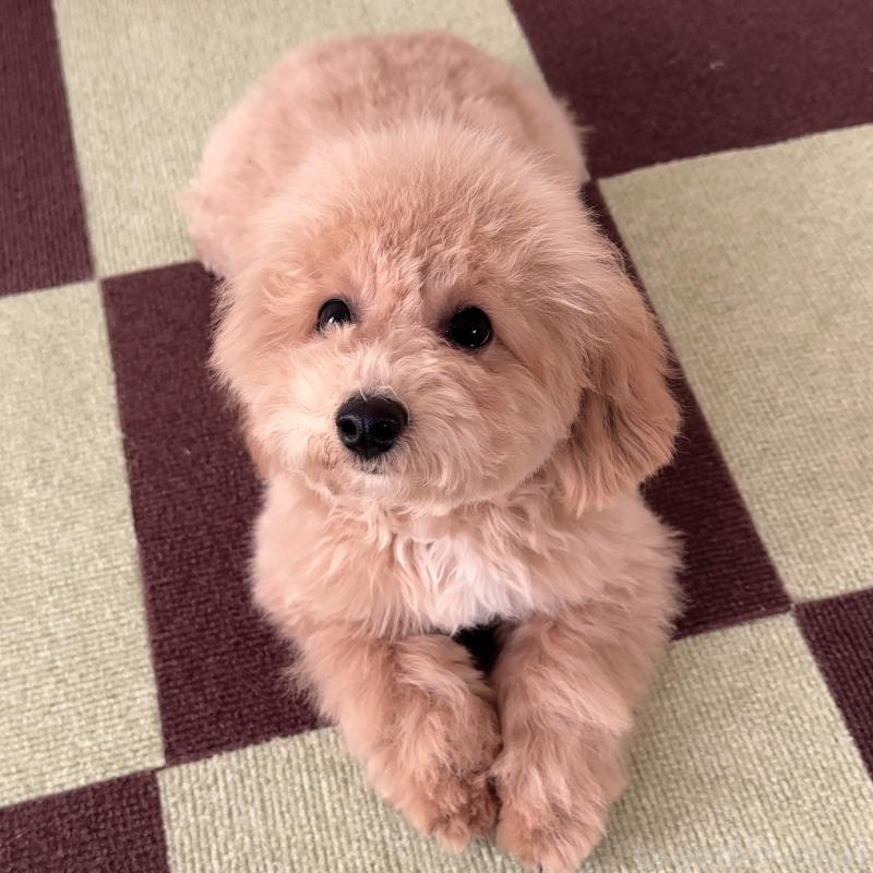 販売中の栃木県のビションプー:ビションフリーゼ×トイプードル-411574の2枚目