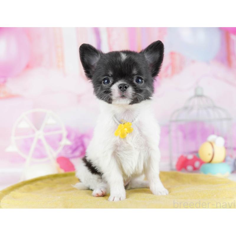 販売中の東京都のチワワ(ロングコート)-442220の1枚目