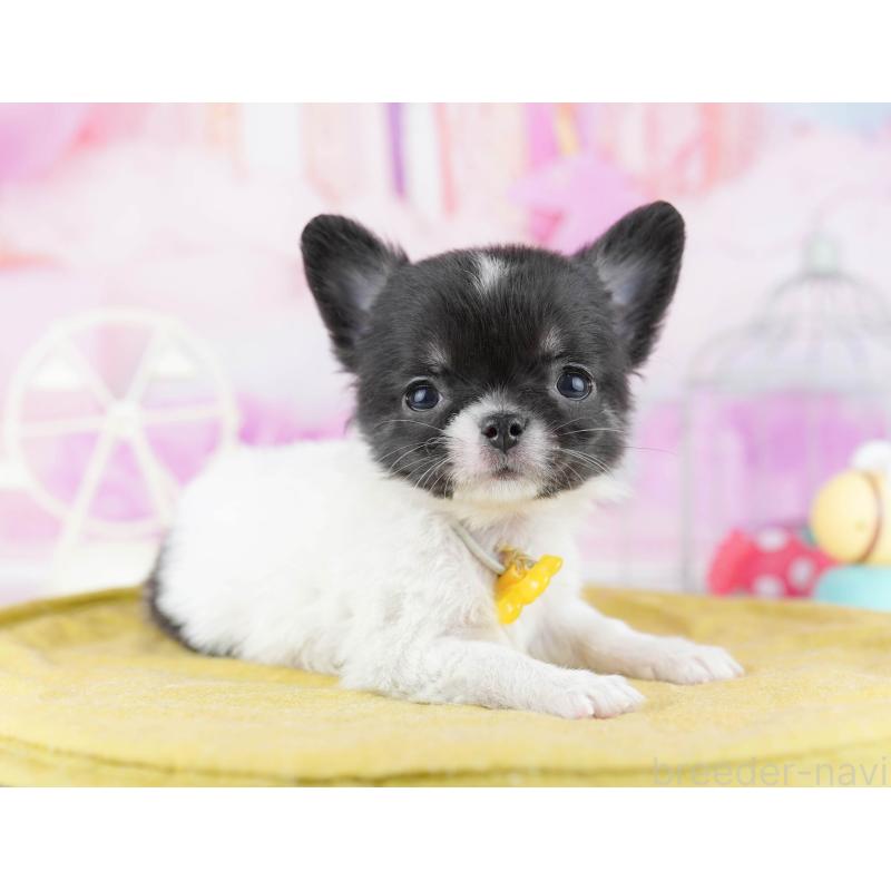 販売中の東京都のチワワ(ロングコート)-442220の6枚目