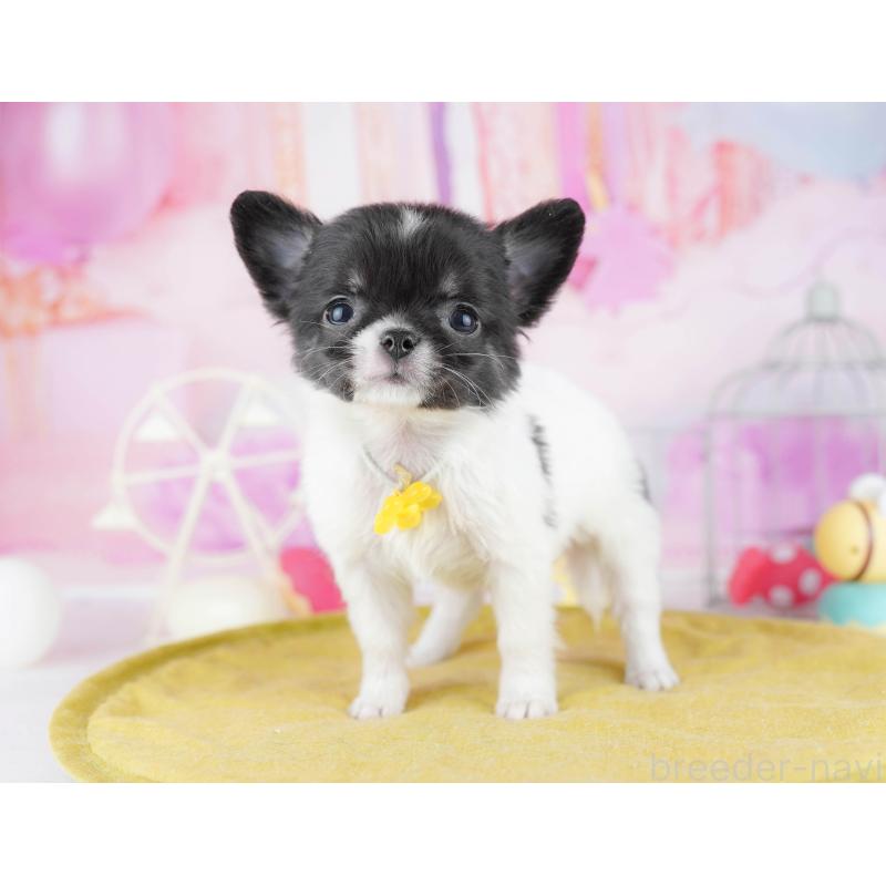 販売中の東京都のチワワ(ロングコート)-442220の5枚目