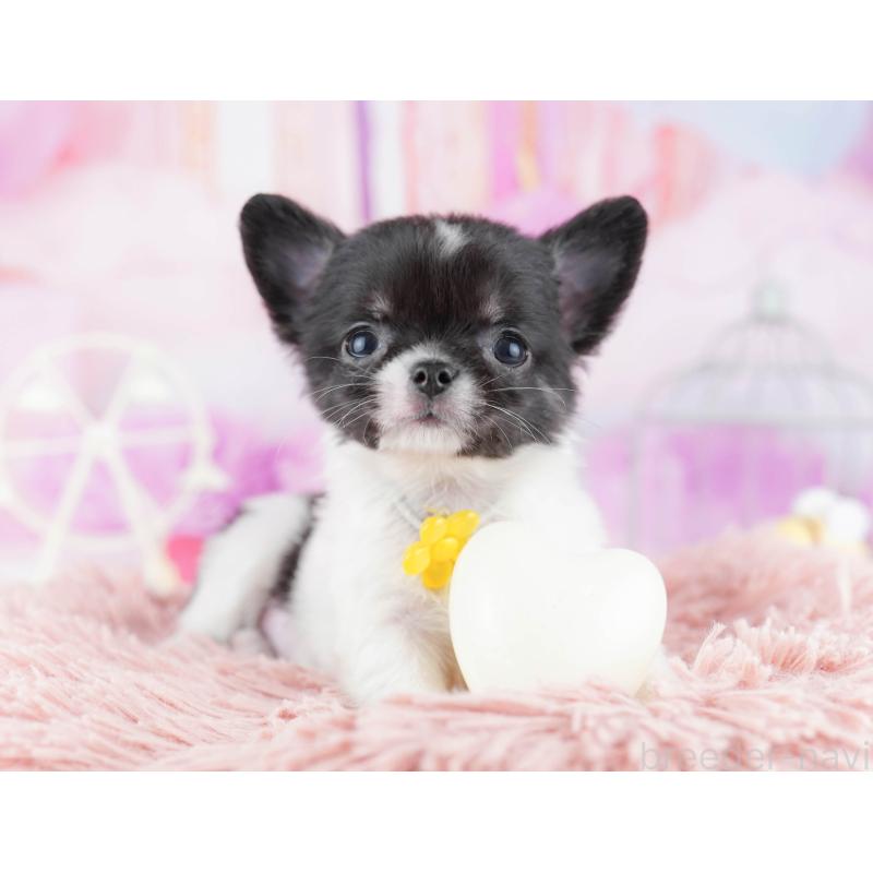 販売中の東京都のチワワ(ロングコート)-442220の4枚目