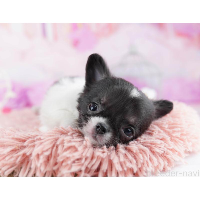 販売中の東京都のチワワ(ロングコート)-442220の3枚目