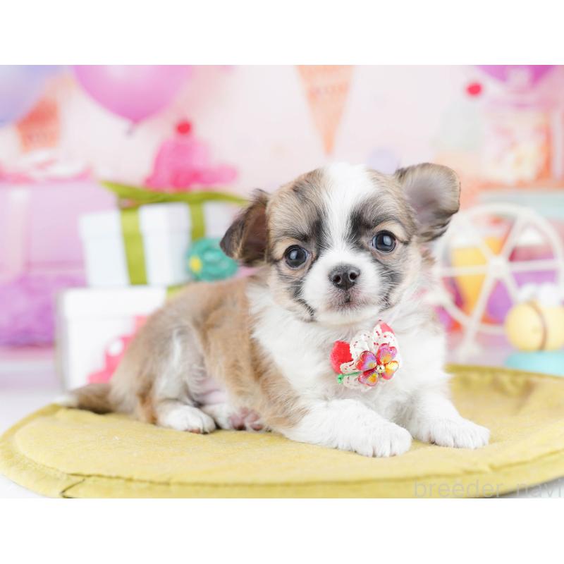 販売中の東京都のチワワ(ロングコート)-442225の6枚目