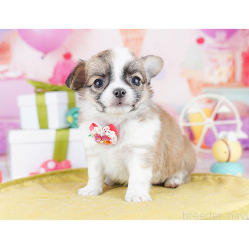 販売中の東京都のチワワ(ロングコート)-442225の5枚目