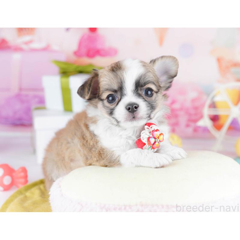 販売中の東京都のチワワ(ロングコート)-442225の4枚目