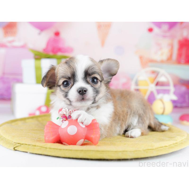 販売中の東京都のチワワ(ロングコート)-442225の3枚目