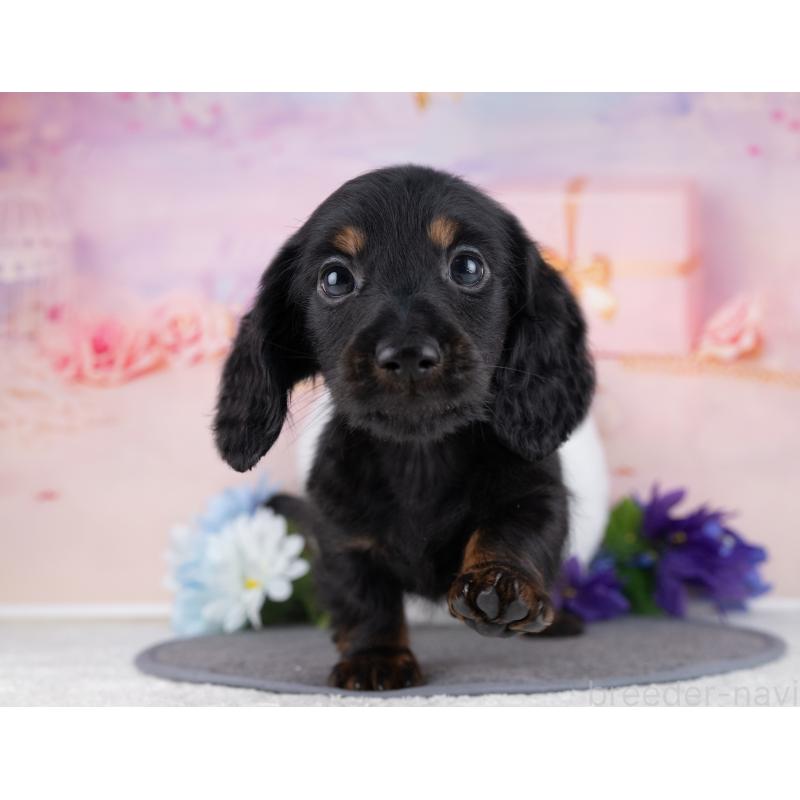 販売中の岐阜県のミニチュアダックスフンド(ロングヘアード)-442221の7枚目