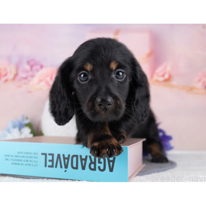 販売中の岐阜県のミニチュアダックスフンド(ロングヘアード)-442221の6枚目