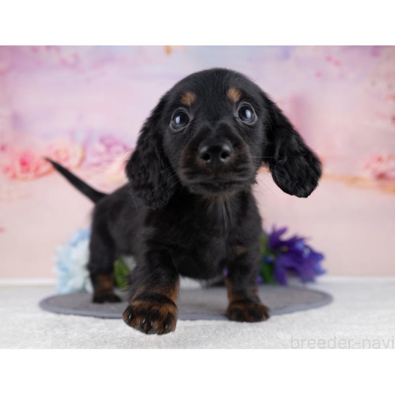 販売中の岐阜県のミニチュアダックスフンド(ロングヘアード)-442221の5枚目