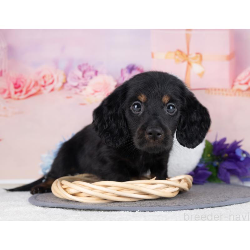 販売中の岐阜県のミニチュアダックスフンド(ロングヘアード)-442221の4枚目