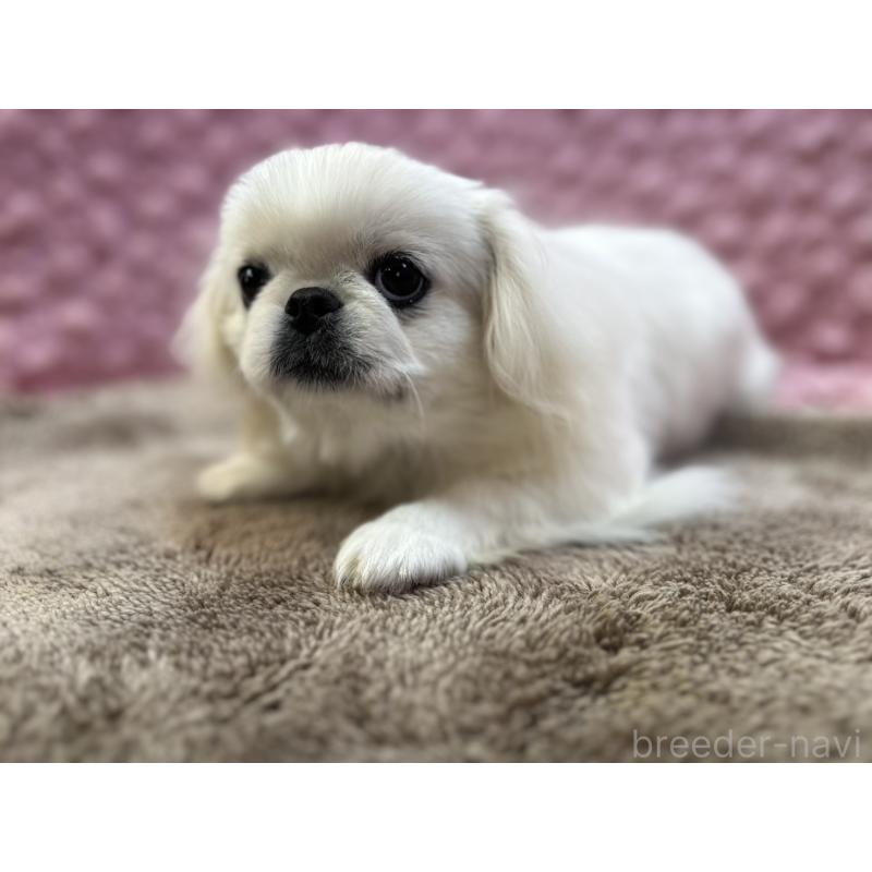 販売中の茨城県のペキニーズ-442222の8枚目