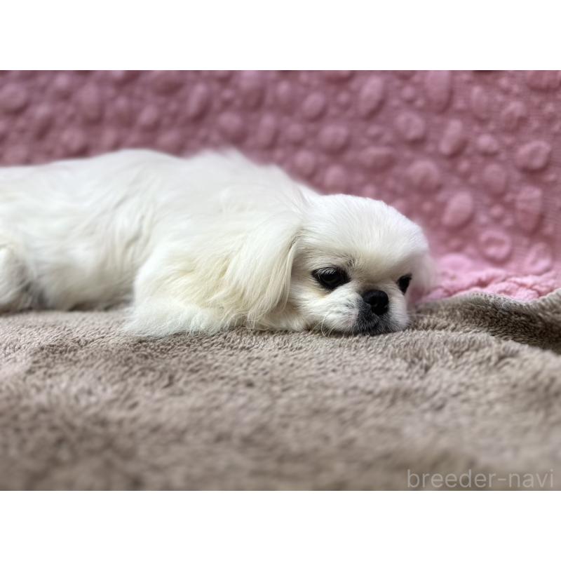 販売中の茨城県のペキニーズ-442222の7枚目