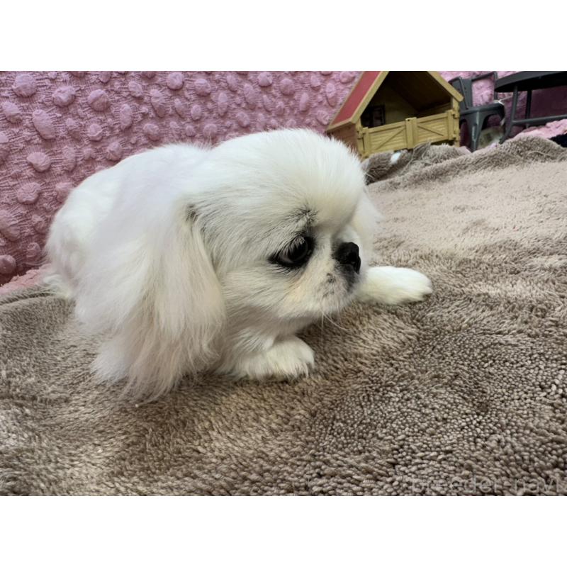 販売中の茨城県のペキニーズ-442222の6枚目