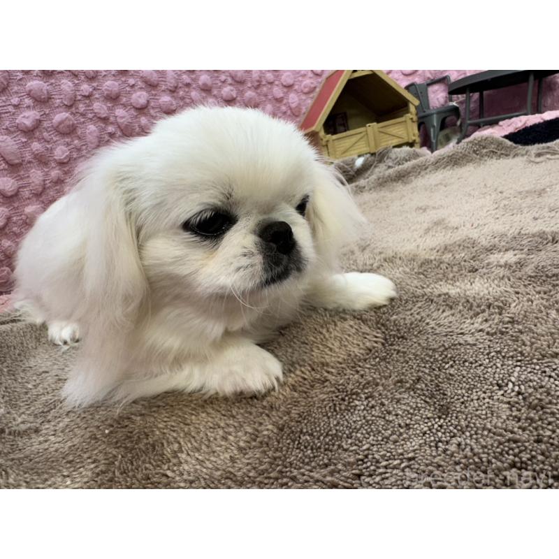販売中の茨城県のペキニーズ-442222の5枚目