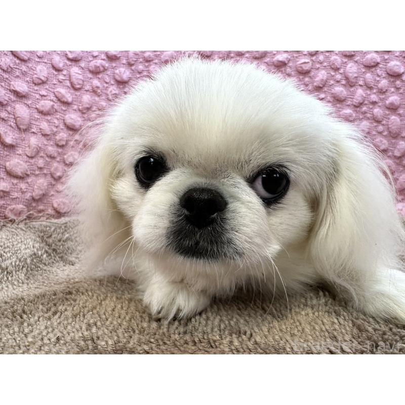 販売中の茨城県のペキニーズ-442222の4枚目