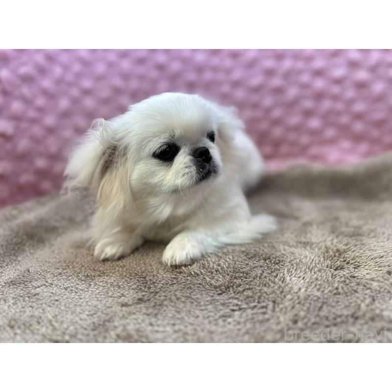 販売中の茨城県のペキニーズ-442222の3枚目