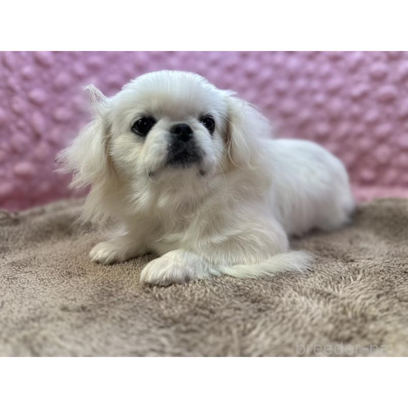 販売中の茨城県のペキニーズ-442222の2枚目