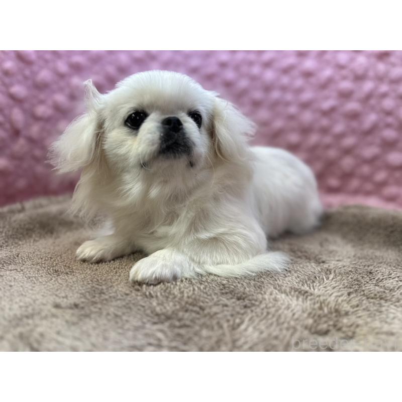 販売中の茨城県のペキニーズ-442222の1枚目