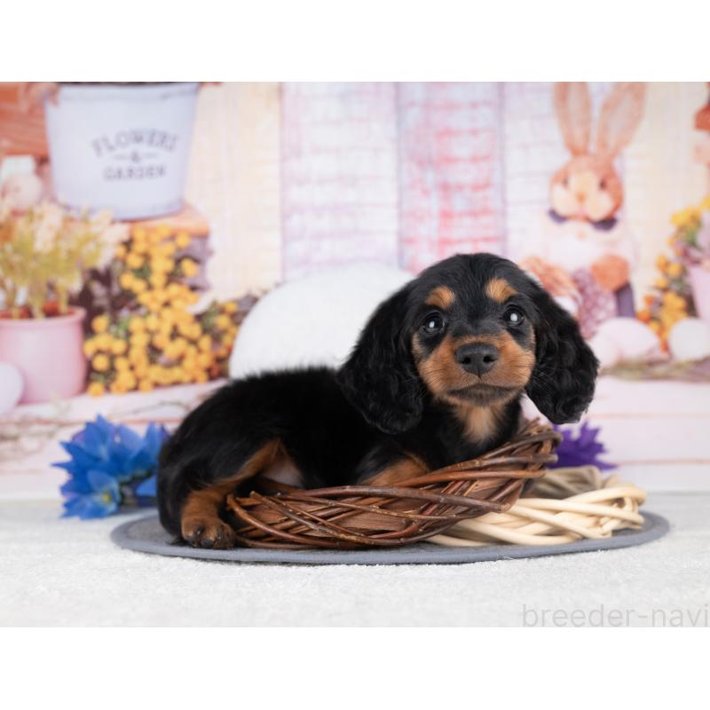 販売中の岐阜県のミニチュアダックスフンド(ロングヘアード)-442223の5枚目