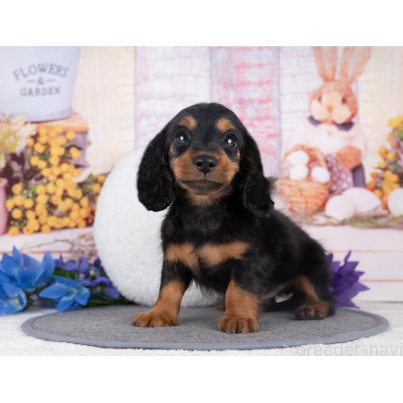 販売中の岐阜県のミニチュアダックスフンド(ロングヘアード)-442223の3枚目