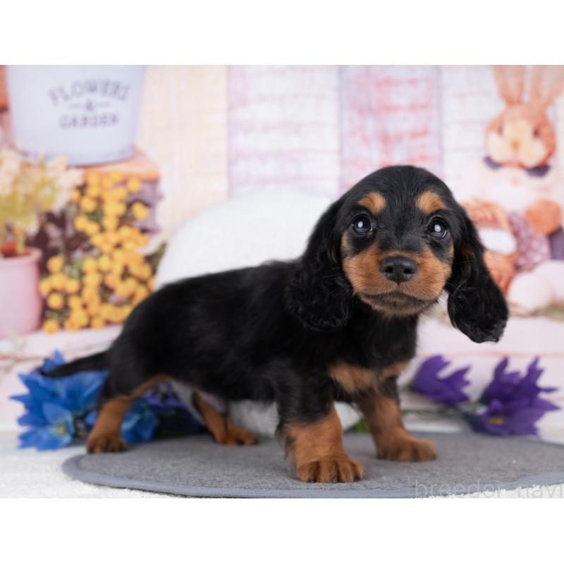 販売中の岐阜県のミニチュアダックスフンド(ロングヘアード)-442223の2枚目