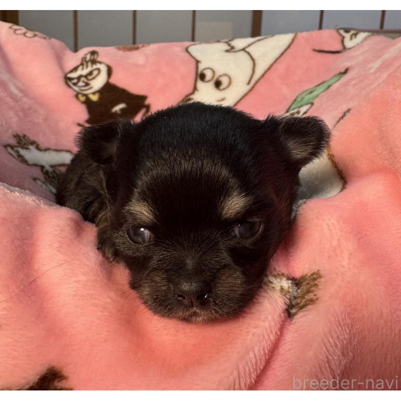 販売中の神奈川県のチワワ(ロングコート)-442228の1枚目