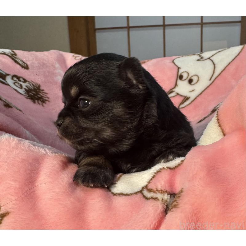 販売中の神奈川県のチワワ(ロングコート)-442228の3枚目