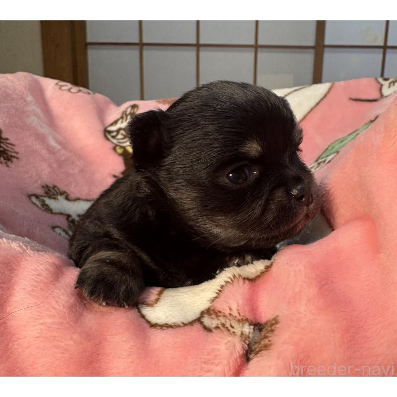 販売中の神奈川県のチワワ(ロングコート)-442228の2枚目