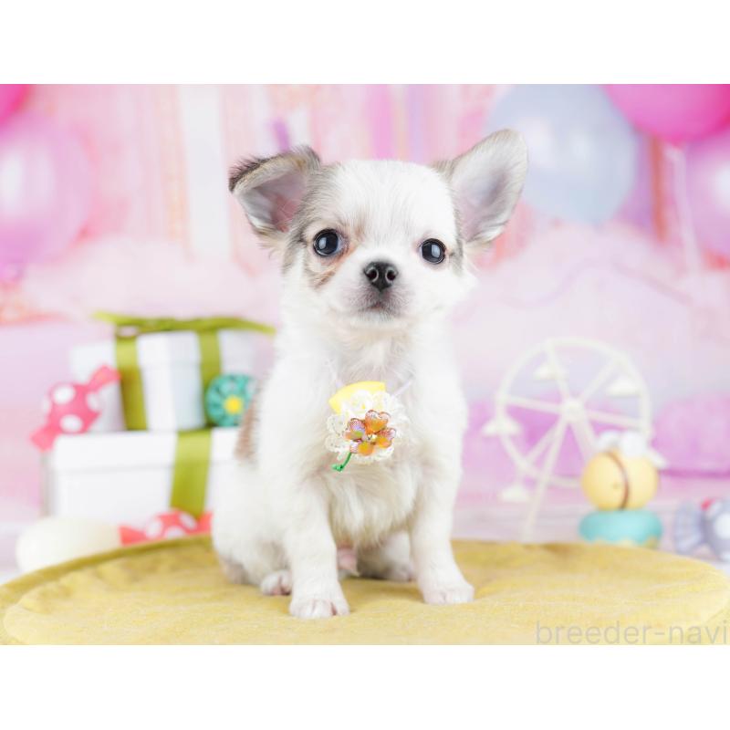 販売中の東京都のチワワ(ロングコート)-442224