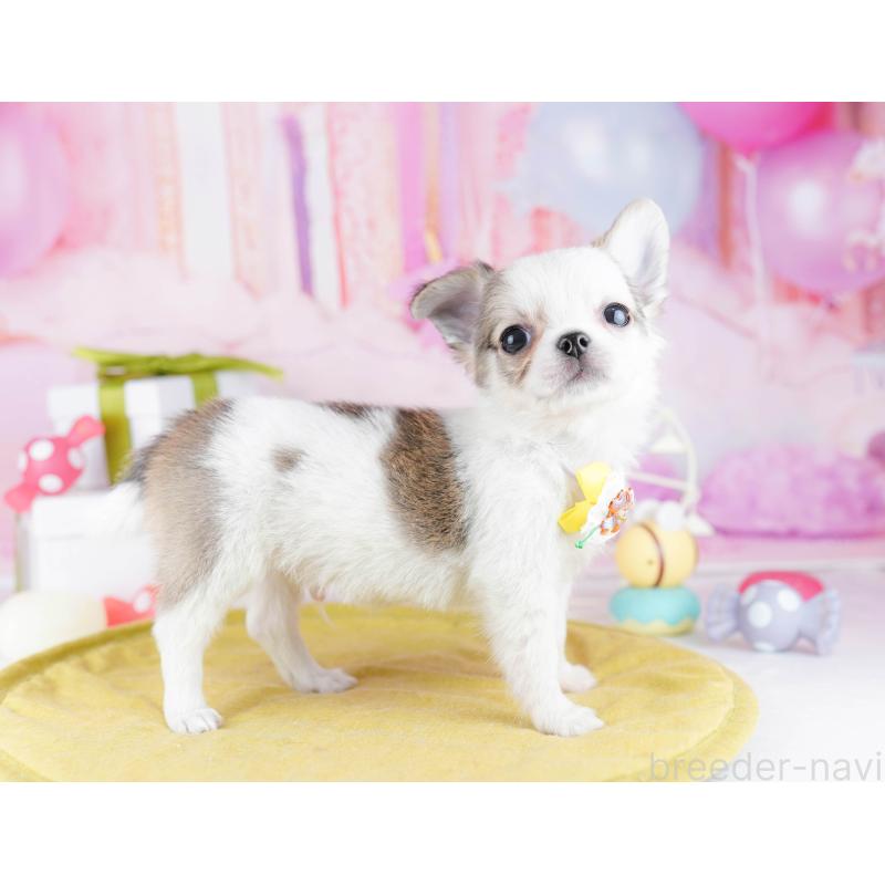 販売中の東京都のチワワ(ロングコート)-442224の4枚目