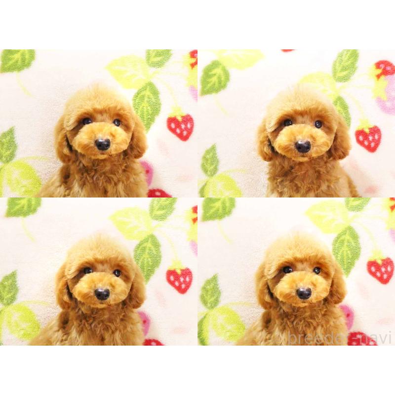 販売中の千葉県のティーカッププードル-430202の6枚目