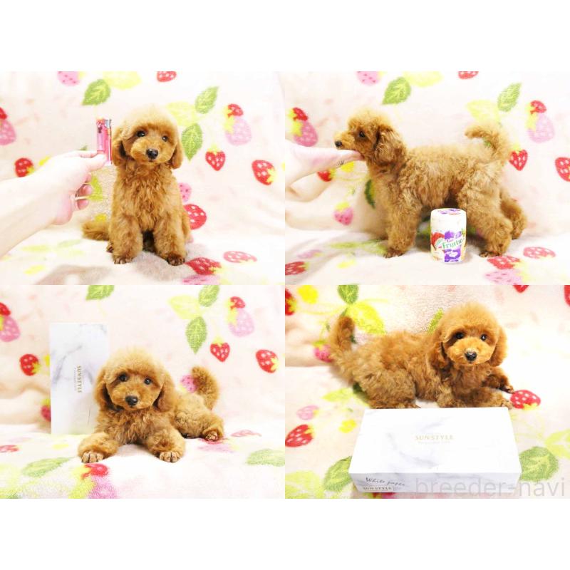 販売中の千葉県のティーカッププードル-430202の5枚目