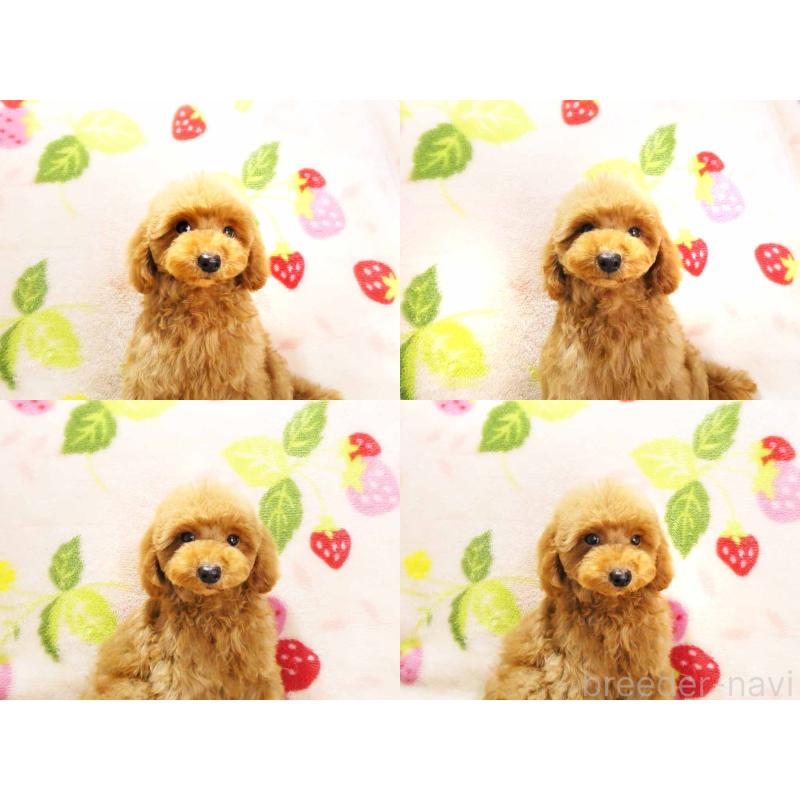 販売中の千葉県のティーカッププードル-430202の4枚目