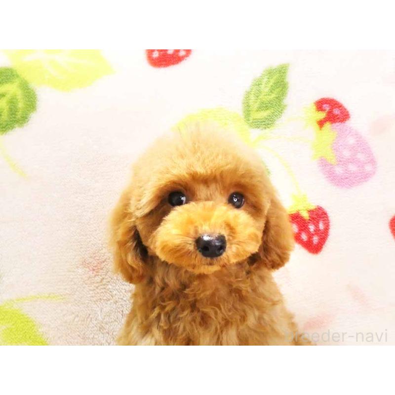 販売中の千葉県のティーカッププードル-430202の2枚目