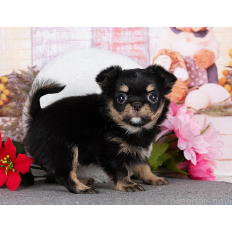 販売中の岐阜県のチワワ(ロングコート)-442226の4枚目