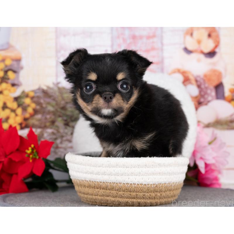 販売中の岐阜県のチワワ(ロングコート)-442226の3枚目