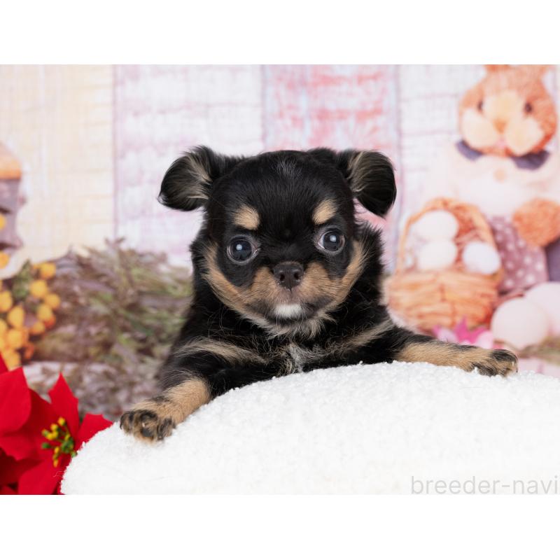 販売中の岐阜県のチワワ(ロングコート)-442226の2枚目