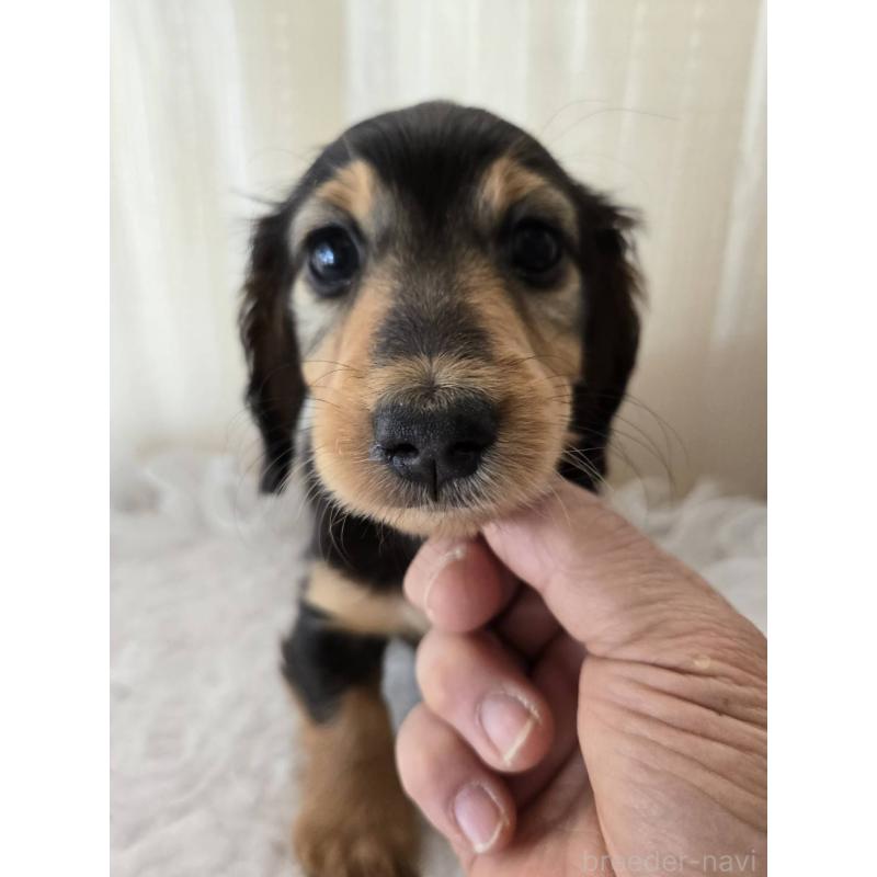 販売中の茨城県のミニチュアダックスフンド(ロングヘアード)-442230の5枚目