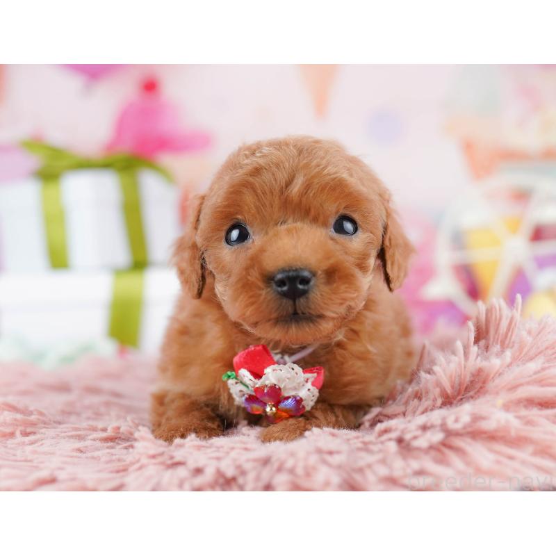 販売中の東京都のティーカッププードル-442227