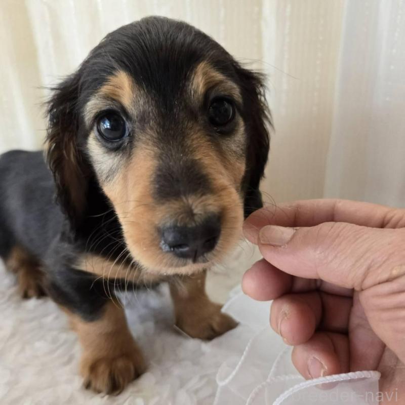 販売中の茨城県のミニチュアダックスフンド(ロングヘアード)-442230