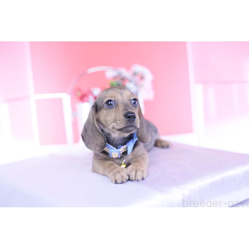 商談中の愛知県のカニンヘンダックスフンド(スムースヘアード)-437314の11枚目