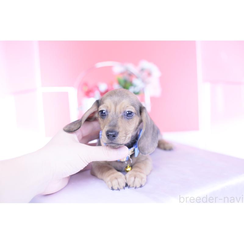 商談中の愛知県のカニンヘンダックスフンド(スムースヘアード)-437314の10枚目