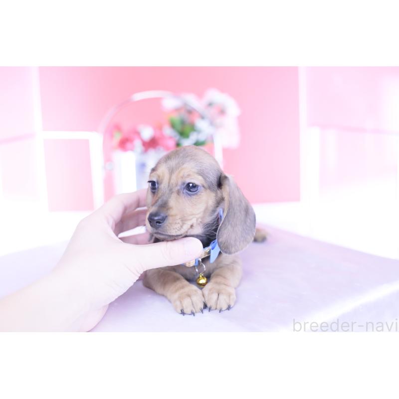 商談中の愛知県のカニンヘンダックスフンド(スムースヘアード)-437314の9枚目