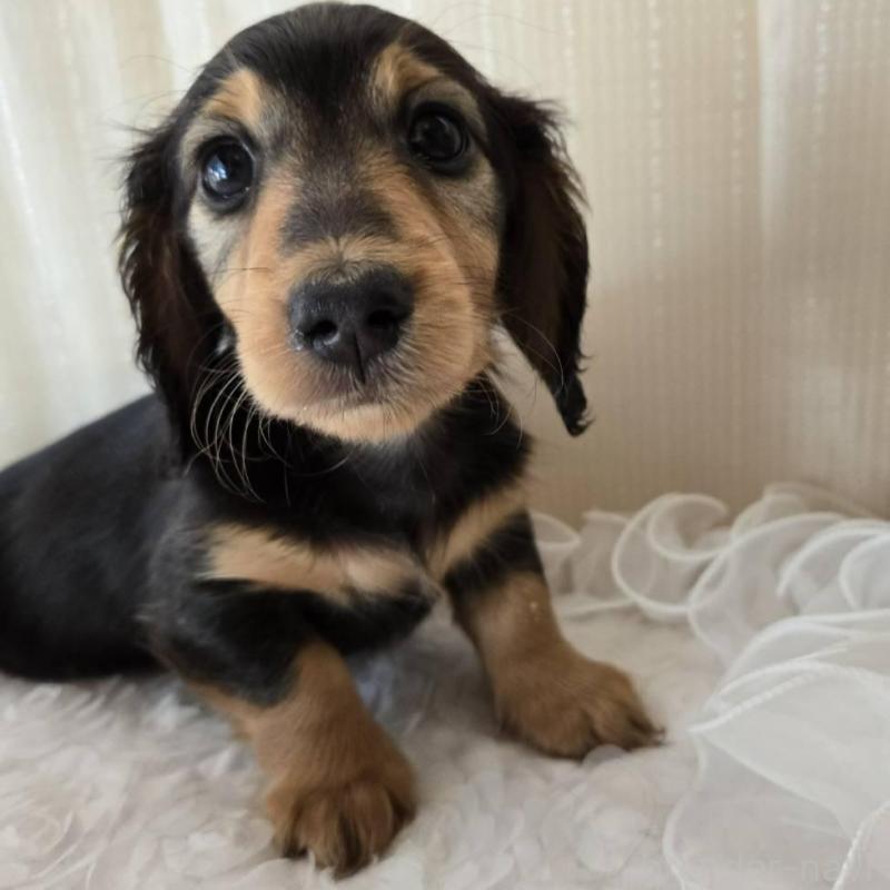 販売中の茨城県のミニチュアダックスフンド(ロングヘアード)-442230の4枚目